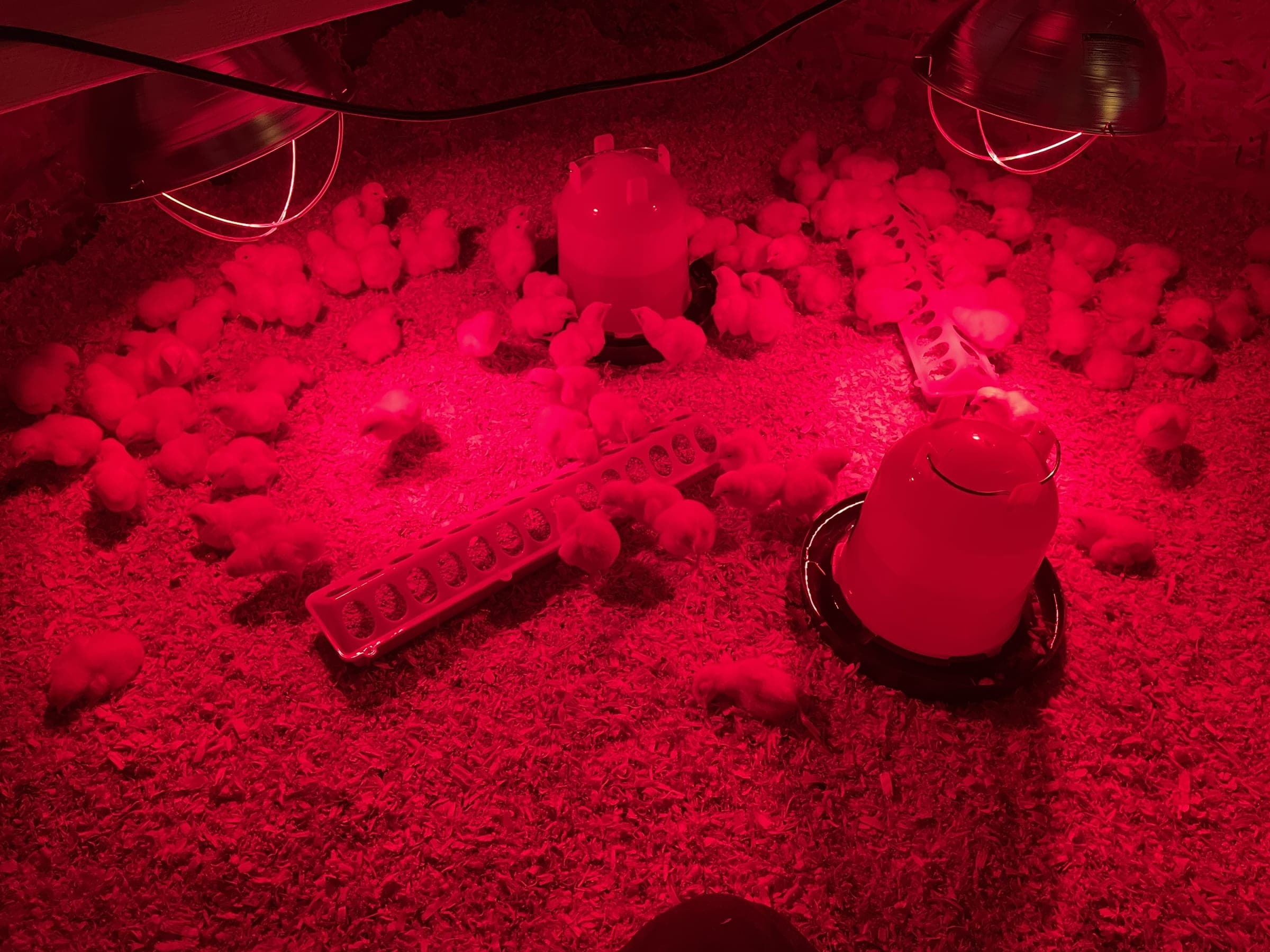 Day-old chicks under red heat lamps in the brooder, gathered around feeders and waterers