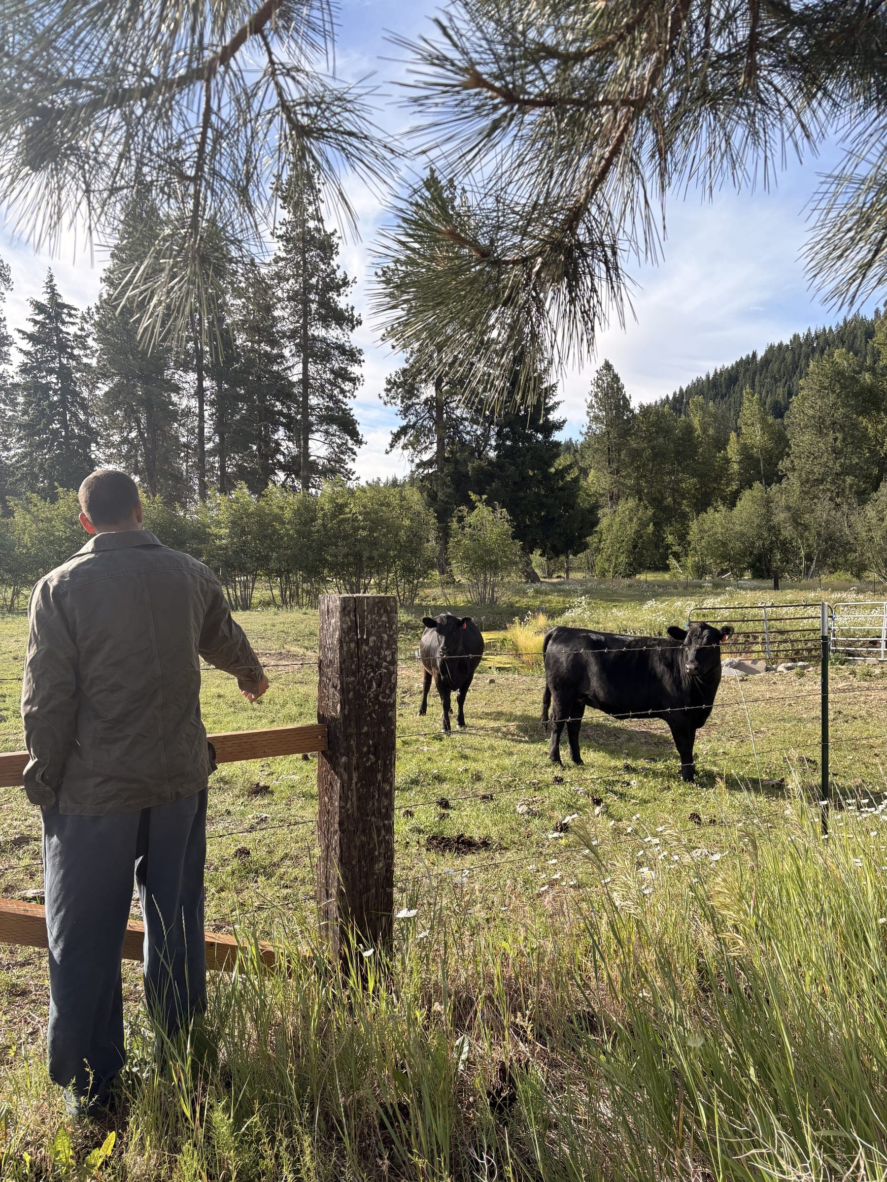 Looking over the fence at two black cattle on pasture