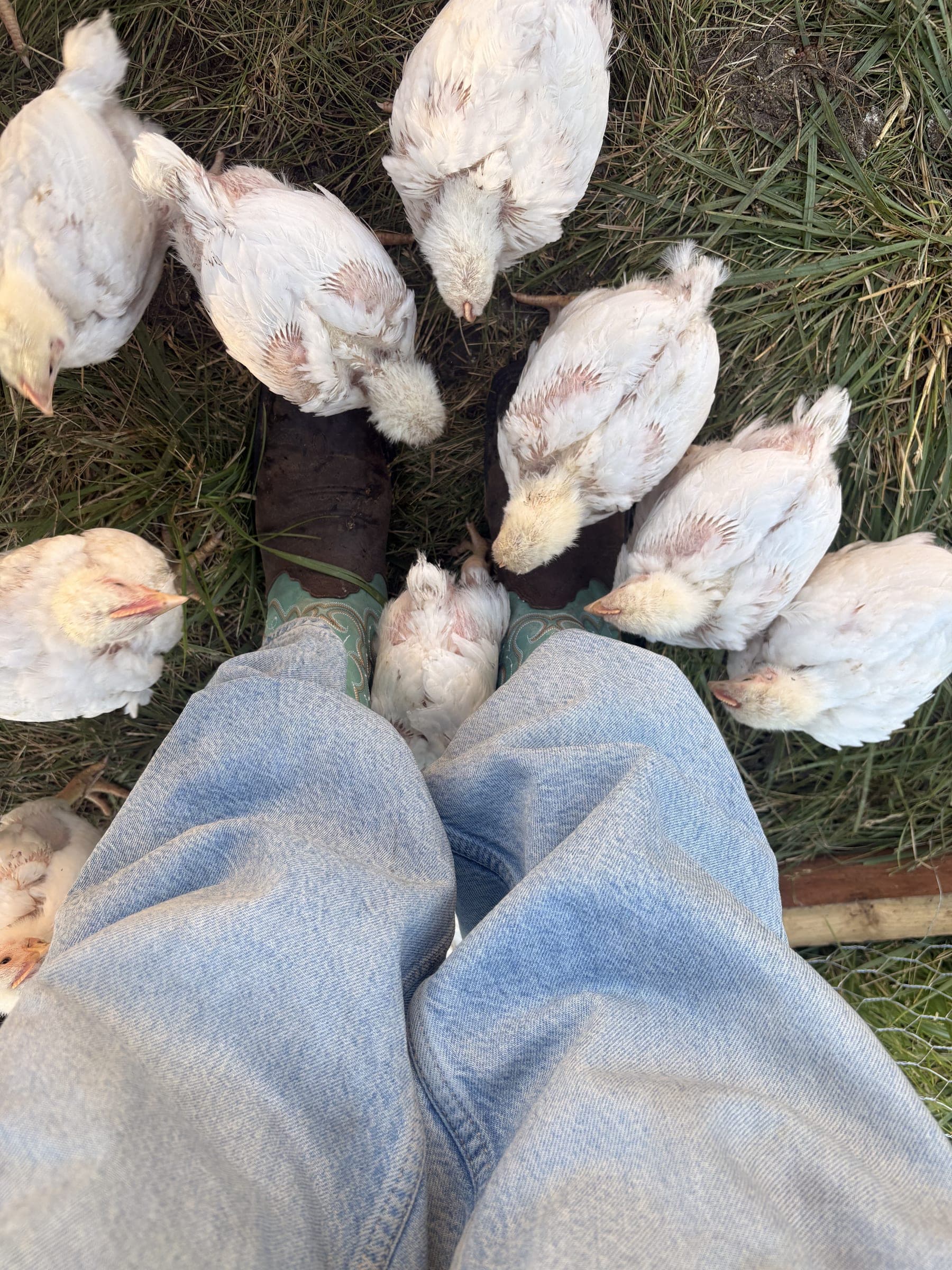 Young Freedom Birds gathered around a farmer's boots on the grass