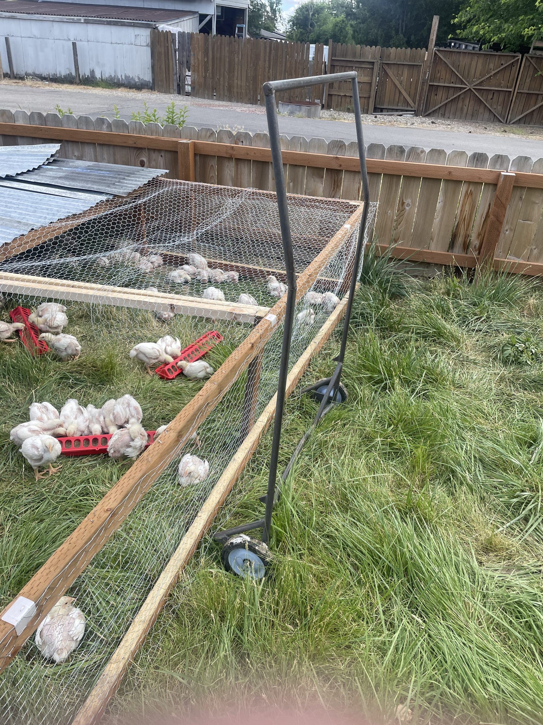 Young Freedom Birds on fresh grass inside a backyard chicken tractor, with the wheeled dolly used to move it