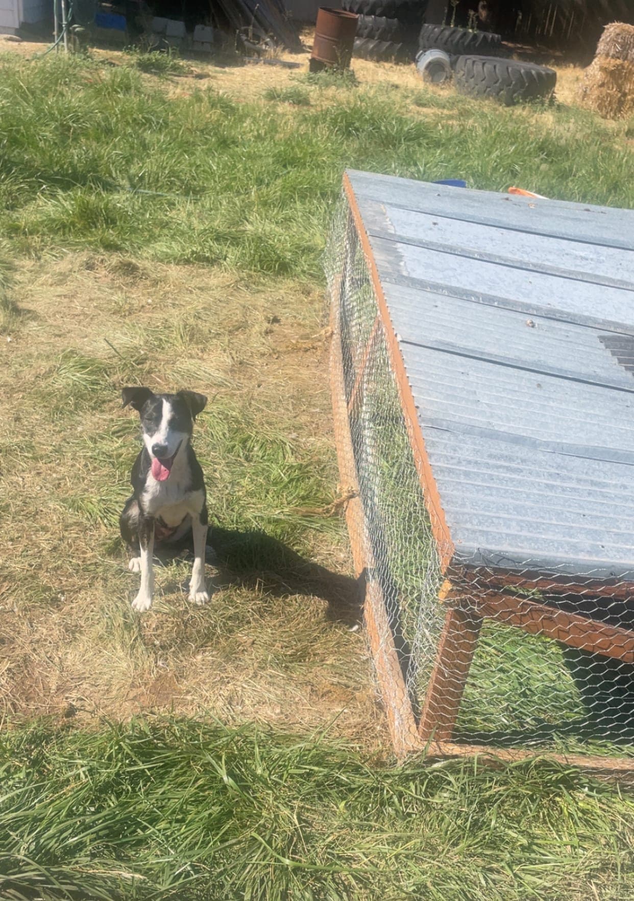 Farm dog sitting next to a chicken tractor on pasture