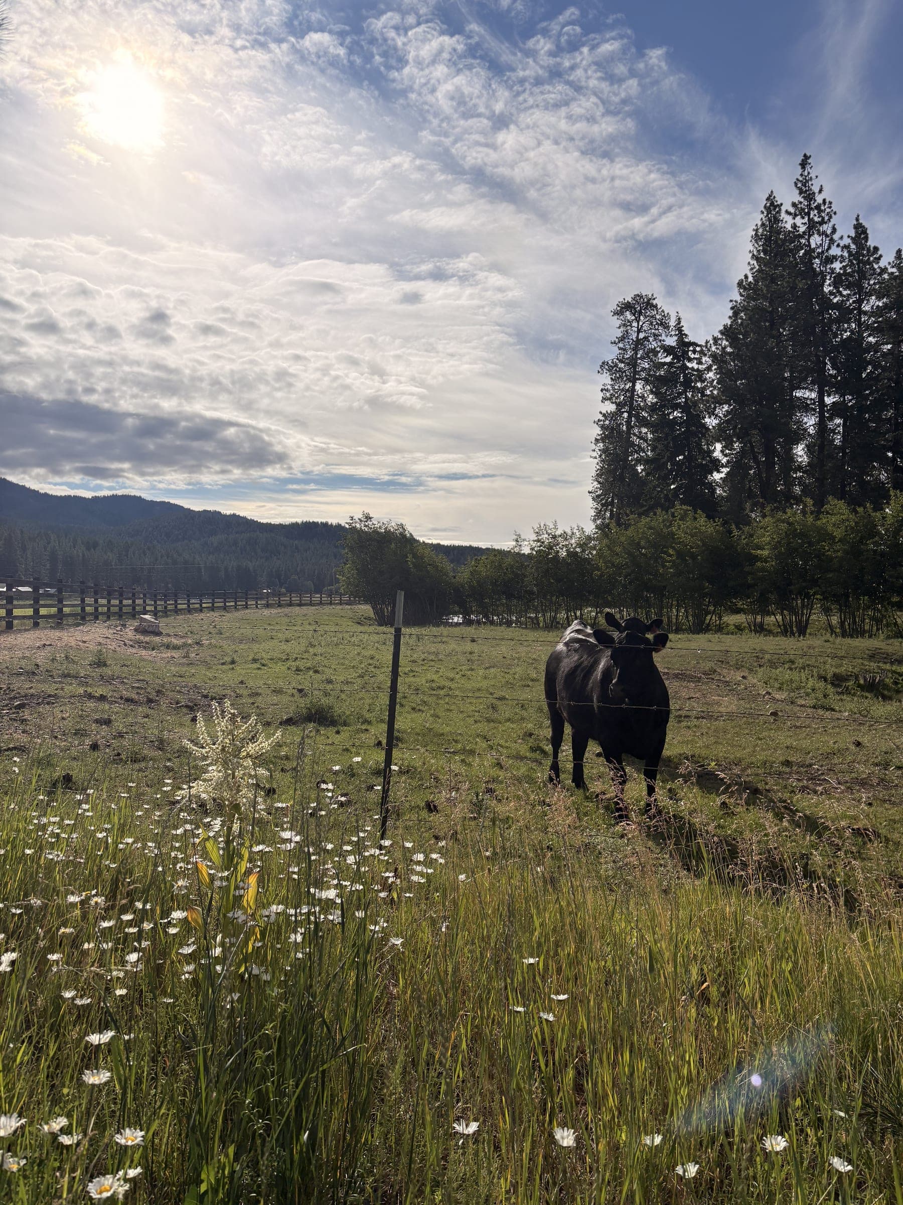 Black cow on green pasture with wildflowers, fence line, and forested hills
